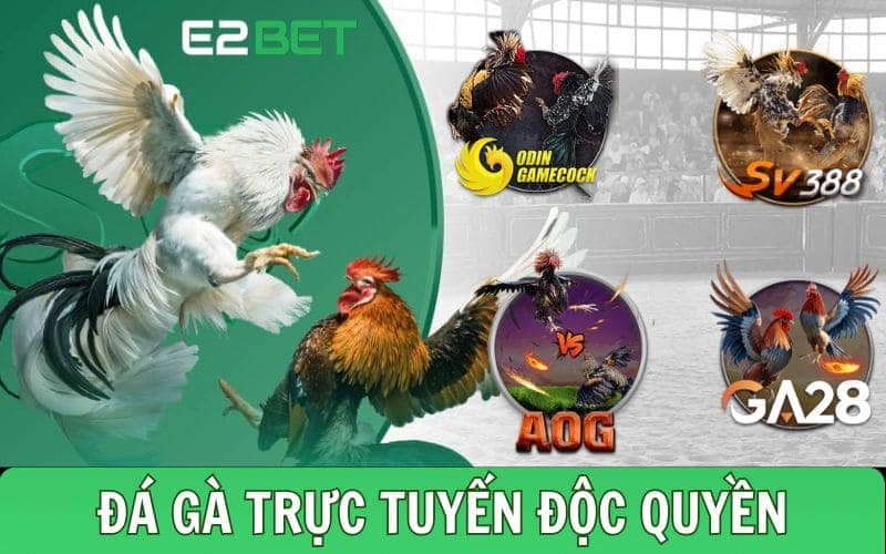 Đá gà trực tuyến Thomo độc quyền có hàng trăm trận đấu mỗi ngày