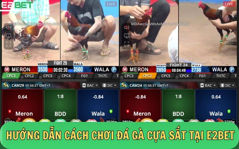 Hướng dẫn các bước đặt cược đá hà cựa sắt chi tiết tại nhà cái E2BET