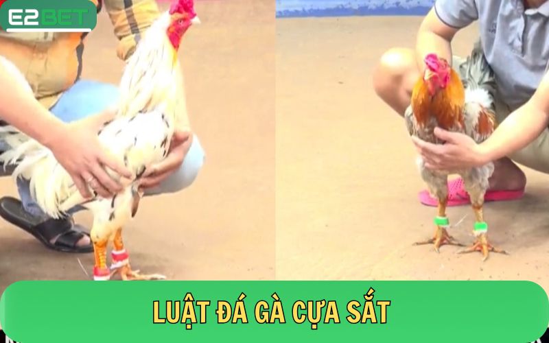 Luật đá gà cựa sắt chung tại các trường gà hiện nay